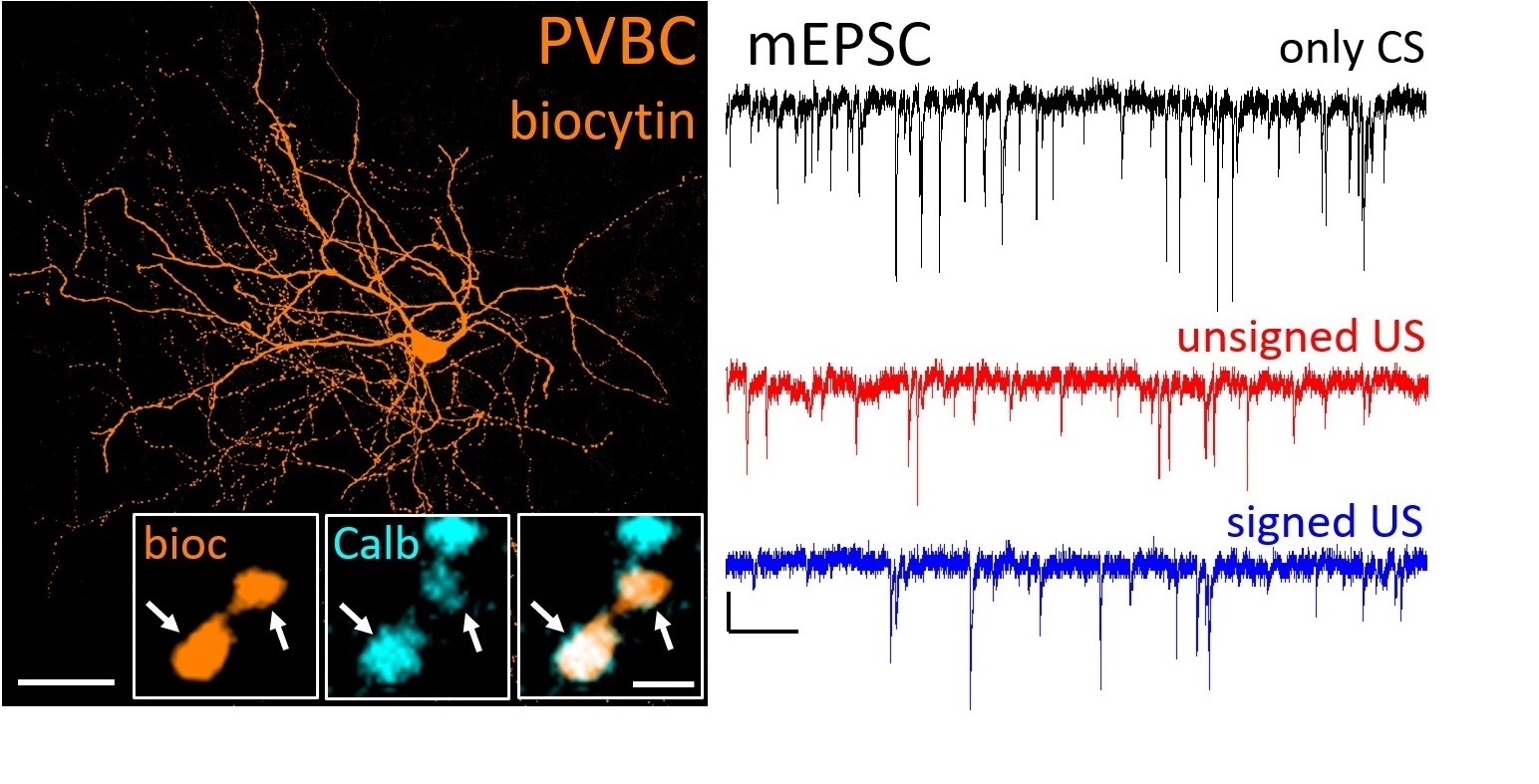 Megjelent Fekete Zsuzsanna első társ-elsőszerzős cikke a Frontiers in Cellular Neuroscience-ben diakép
